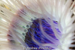 Anemone details
100mmm, 1/160sec at f9.0 by Andrea Pirondini 